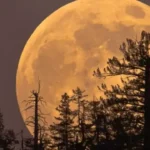 Luna del Cazador