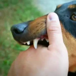 Mordedura de perros